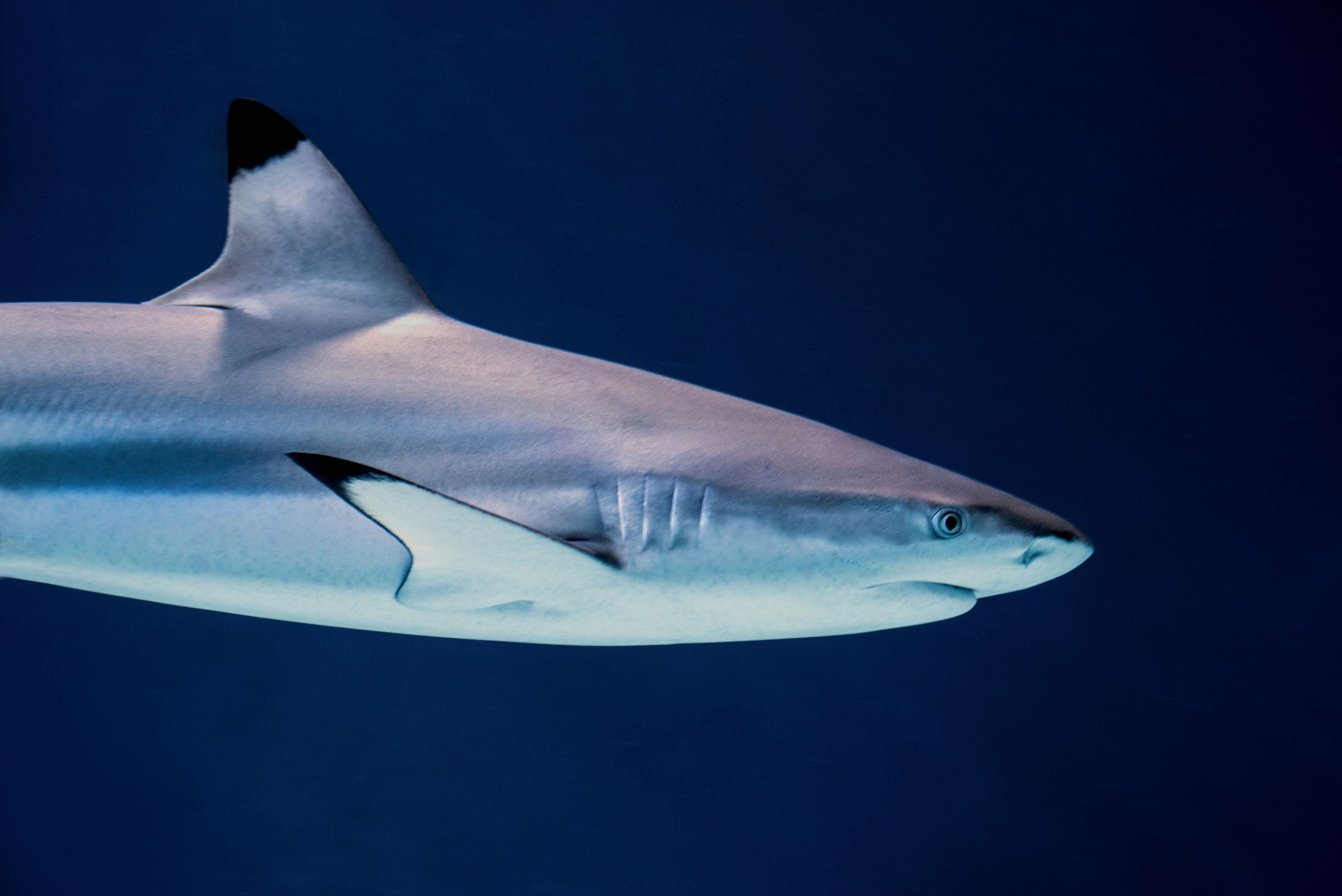 Blacktip reef shark