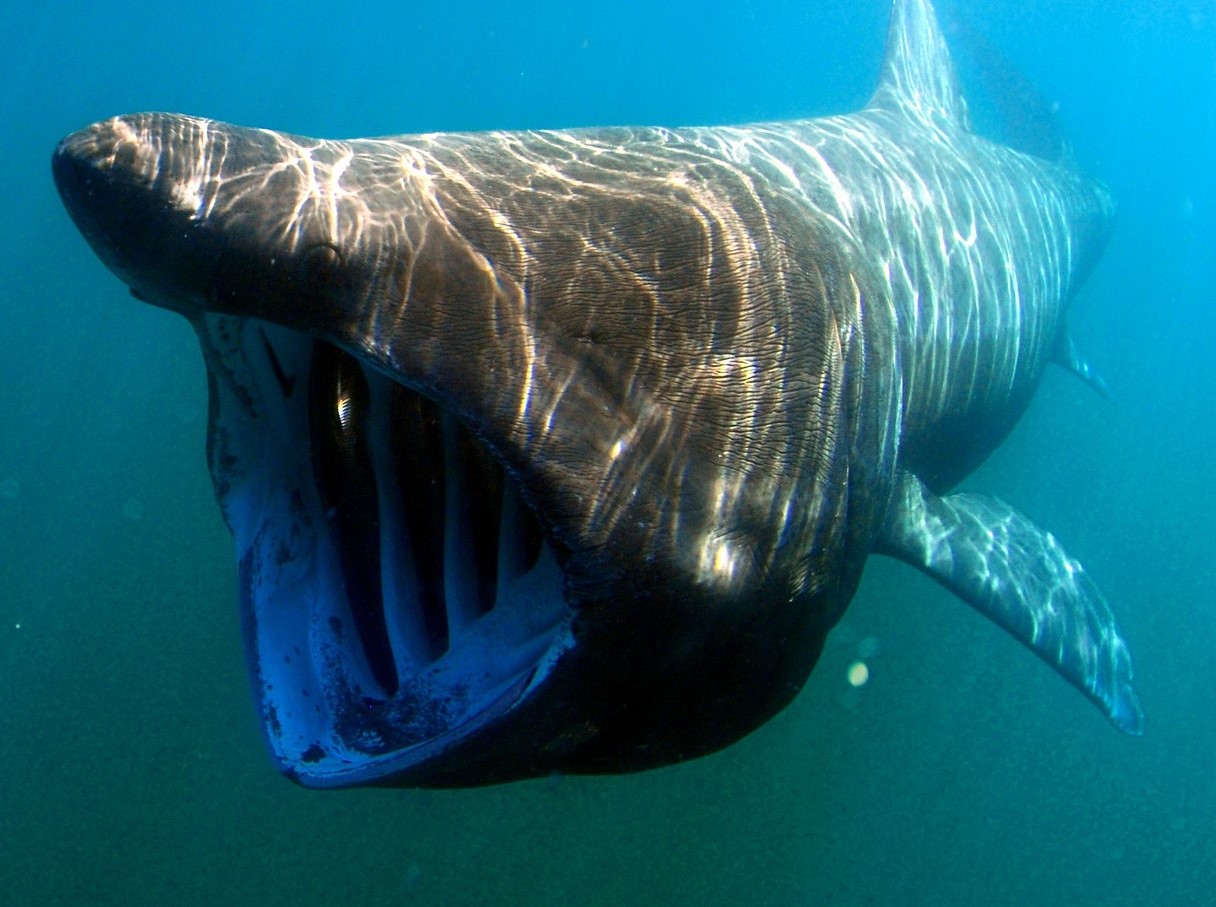 Basking shark