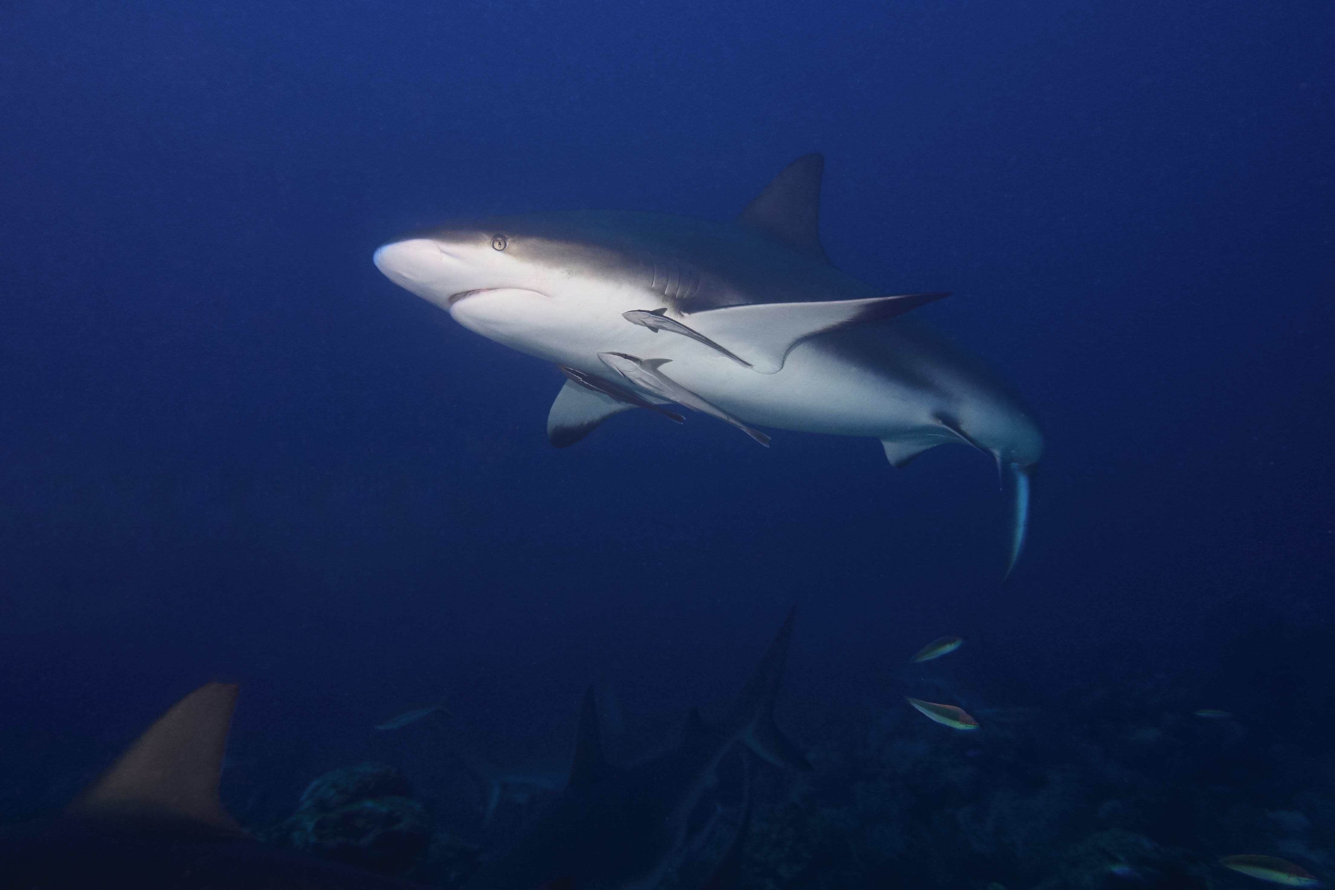 Bull shark