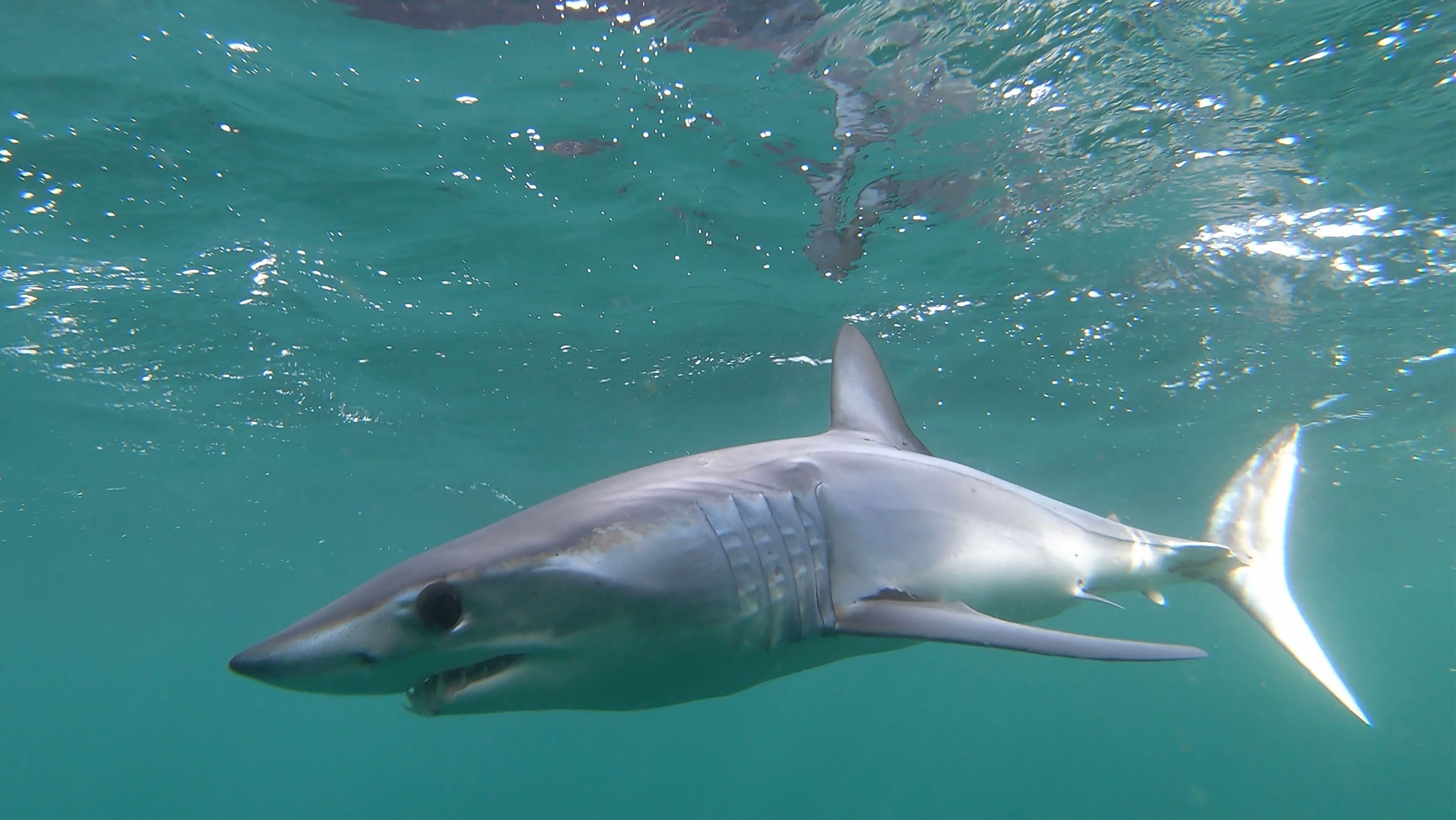 Mako shark