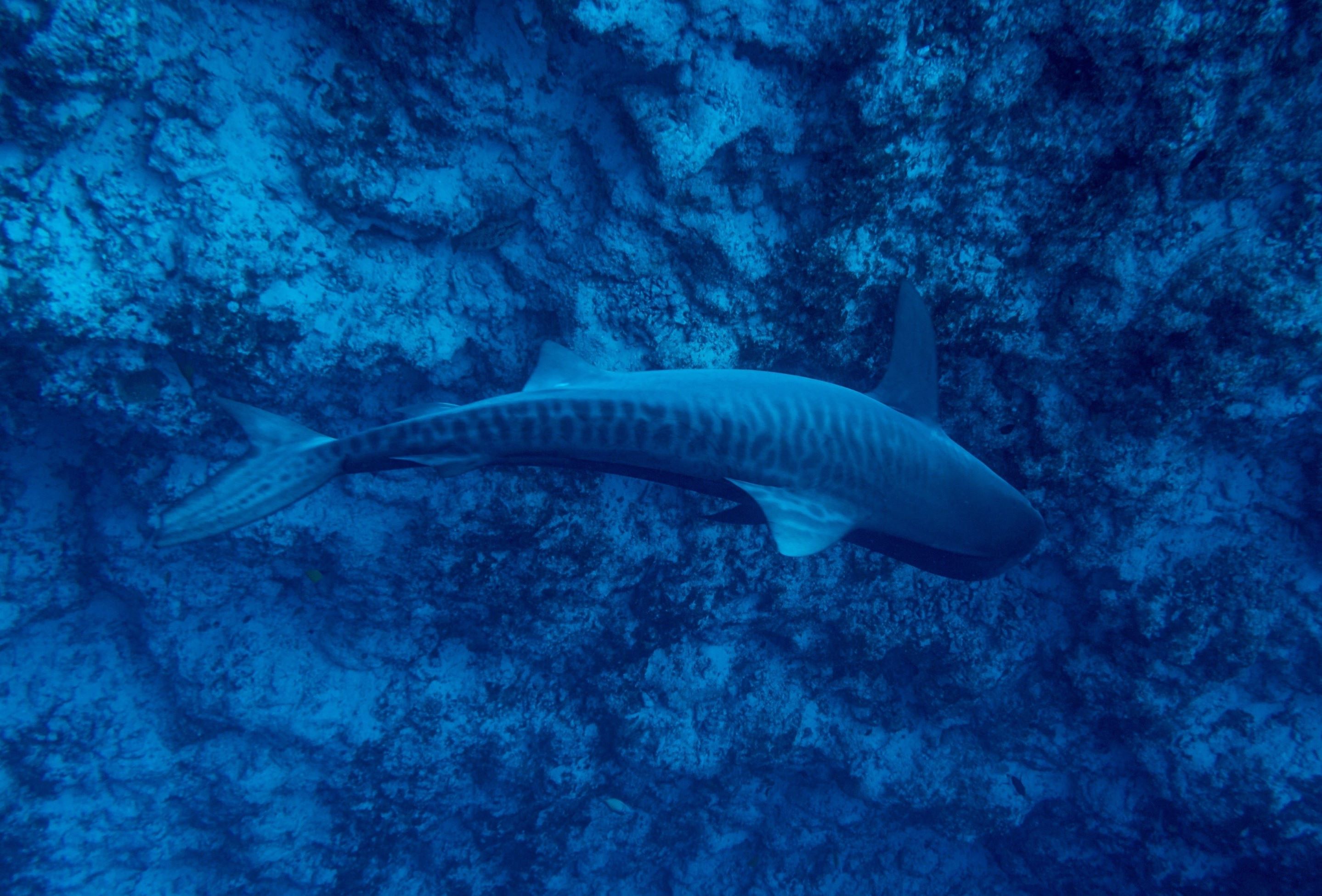 Tiger shark