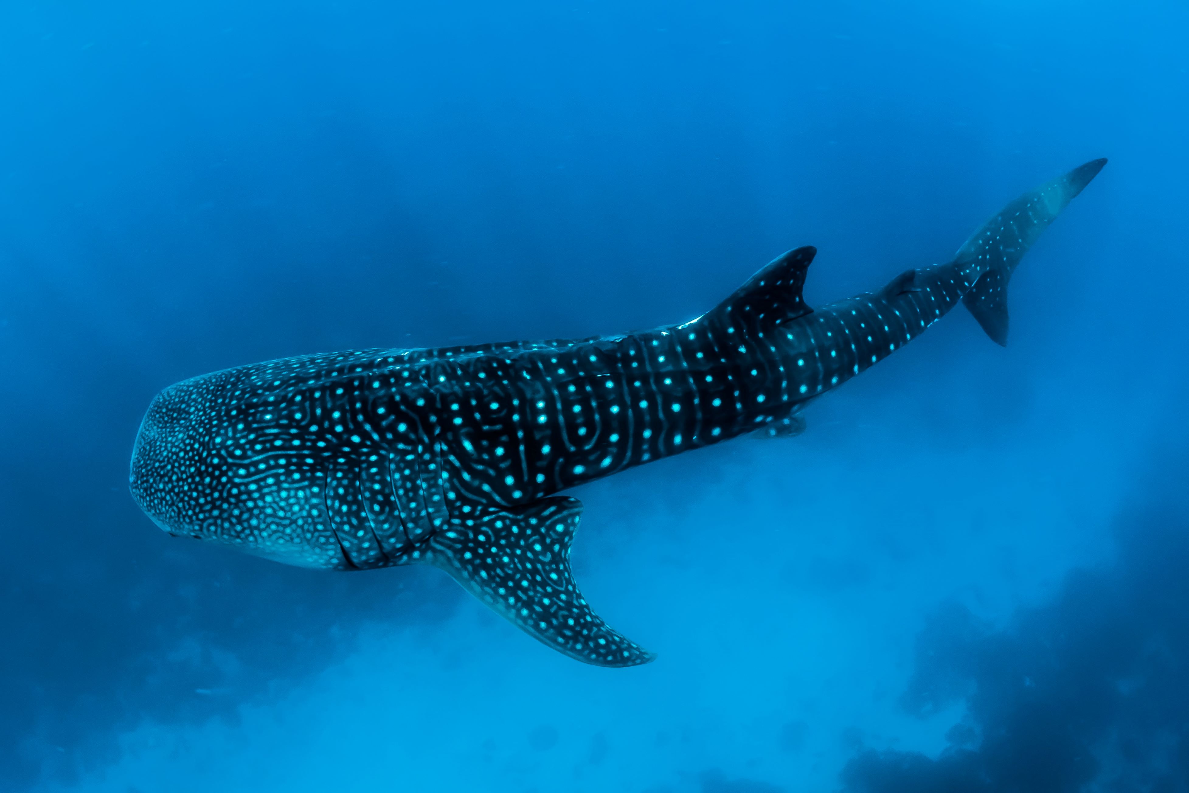 Whale shark