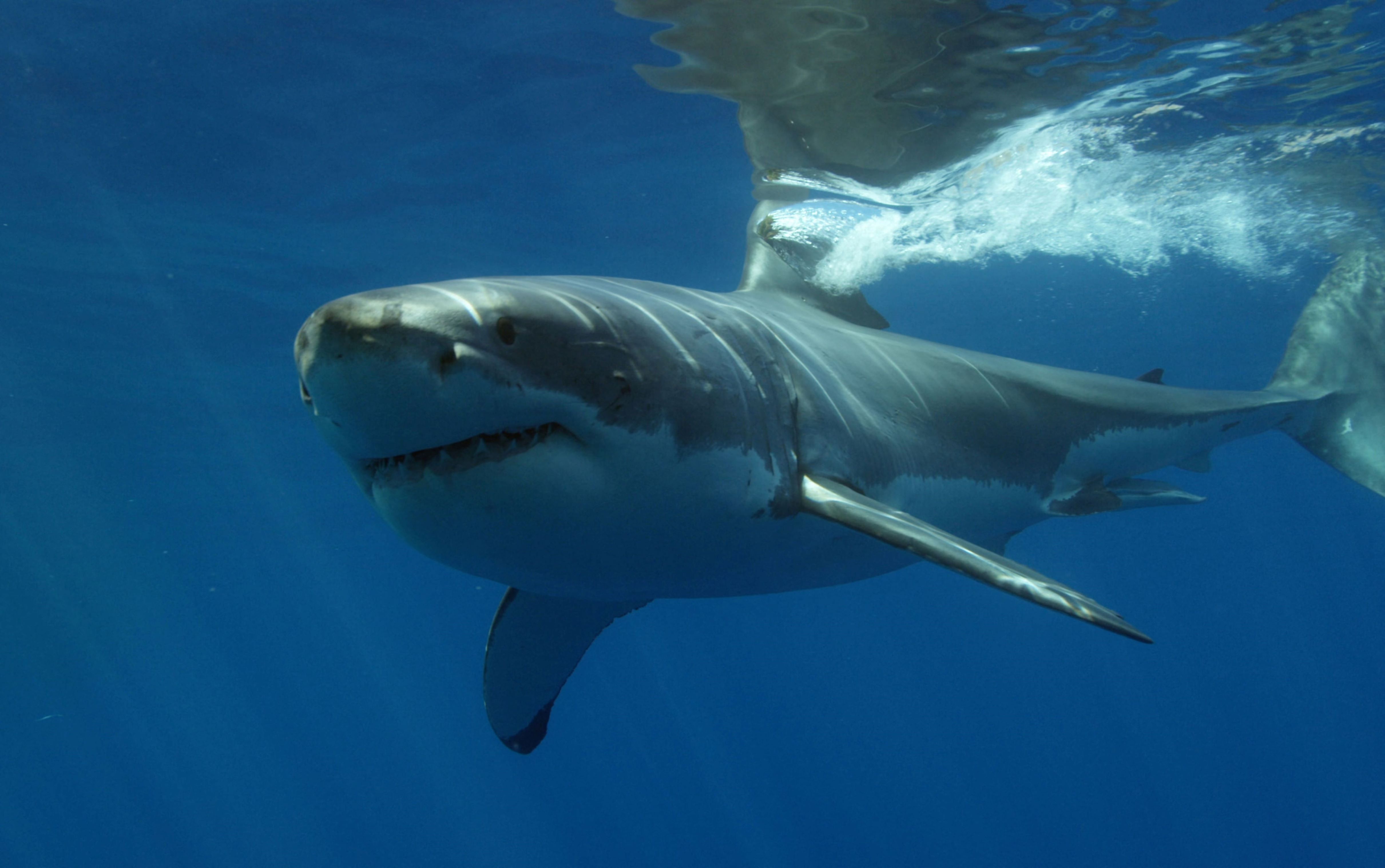 Great white shark