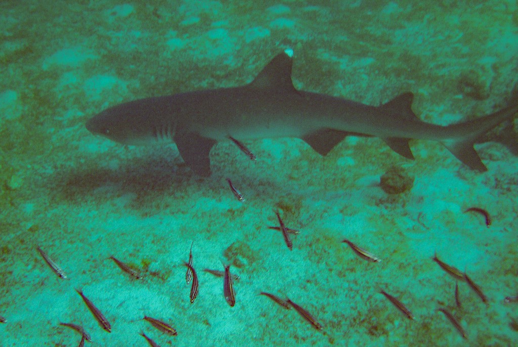 White tip reef shark